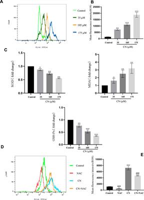 Crebanine induces ROS-dependent apoptosis in human hepatocellular carcinoma cells via the AKT/FoxO3a signaling pathway